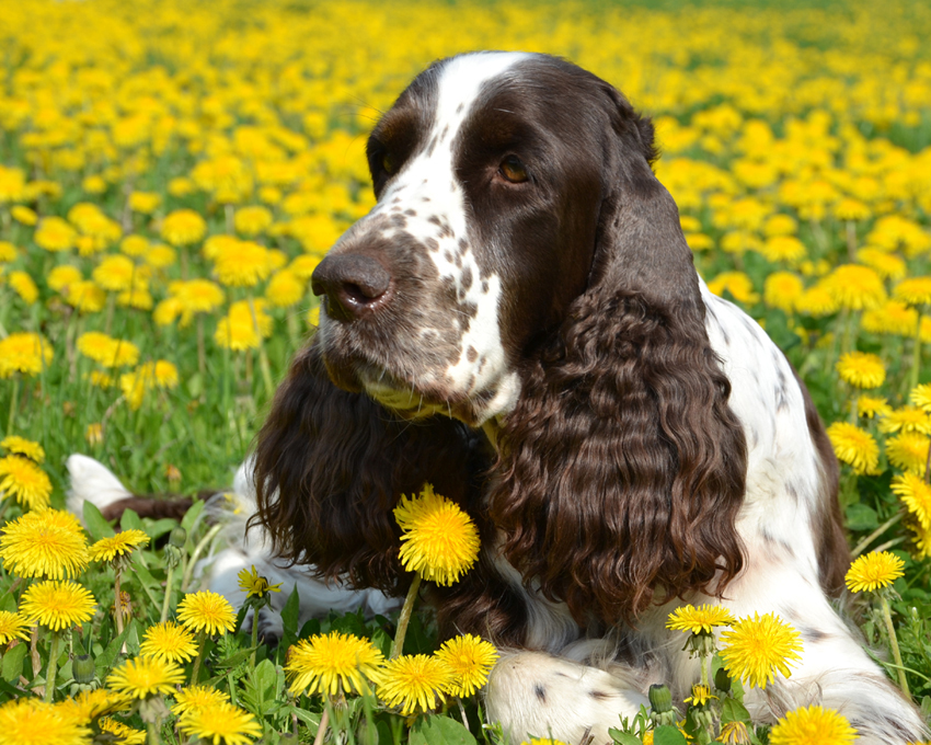 English springer spaniel