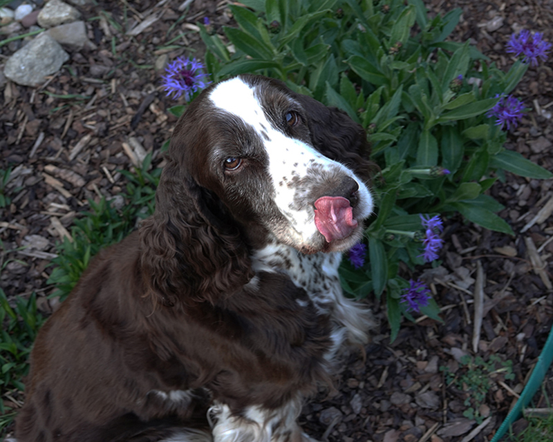 english springer spaniel 