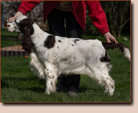 Anglick pringrpanl - fenka INDIANA EQUESS CARNIVALE