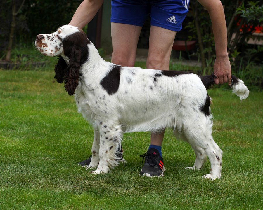 English springer spaniel EQUESS CARNIVALE INDIANA