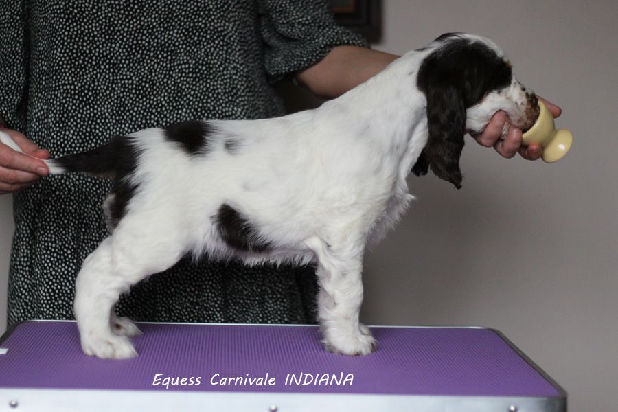 English springer spaniel EQUESS CARNIVALE INDIANA