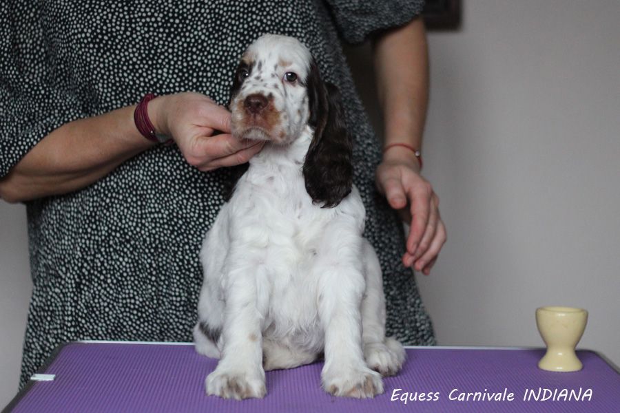 English springer spaniel EQUESS CARNIVALE INDIANA