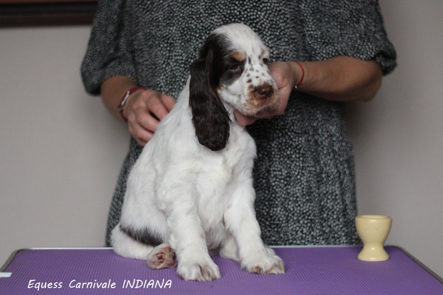 English springer spaniel EQUESS CARNIVALE INDIANA