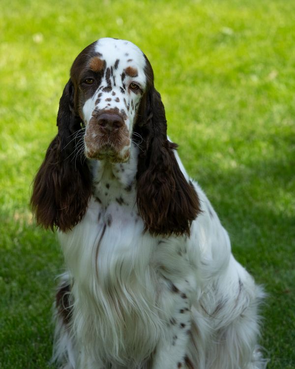 English springer spaniel EQUESS CARNIVALE INDIANA