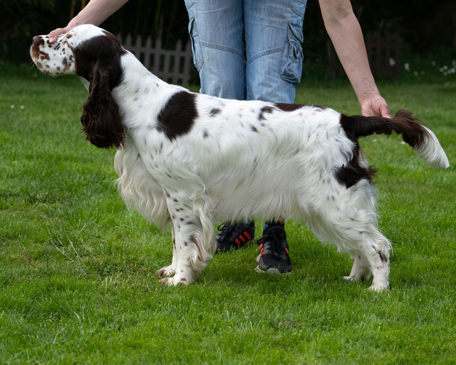 English springer spaniel EQUESS CARNIVALE INDIANA