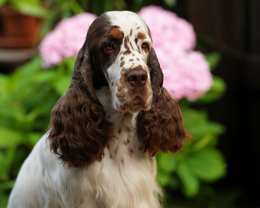 English springer spaniel EQUESS CARNIVALE INDIANA