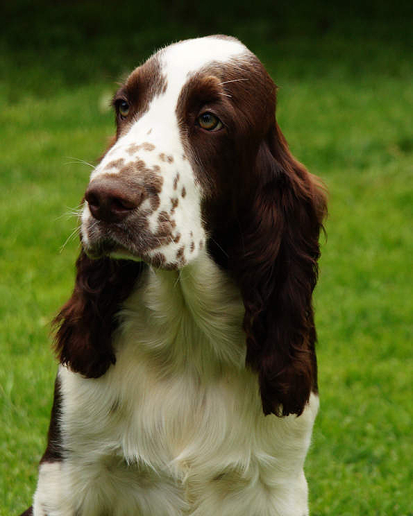 English springer spaniel