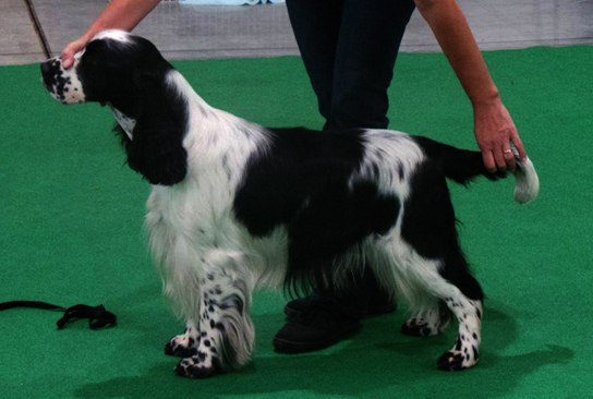 english springer spaniel