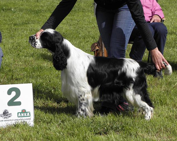 english springer spaniel