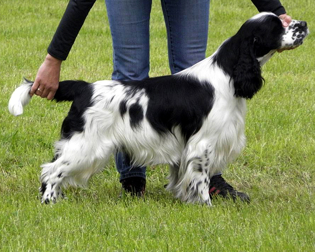 english springer spaniel