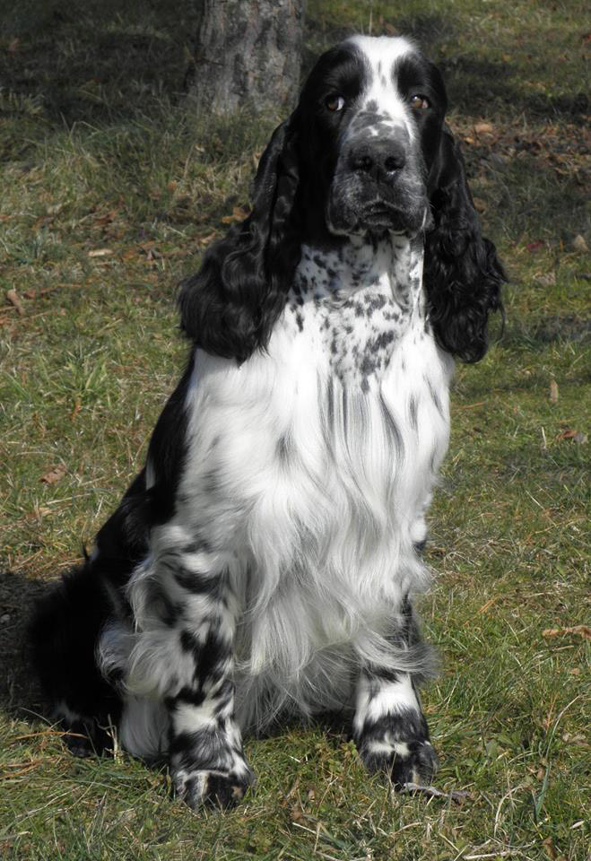 English springer spaniel