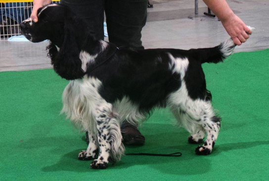 english springer spaniel