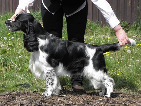 english springer spaniel