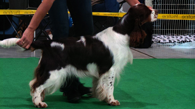 english springer spaniel