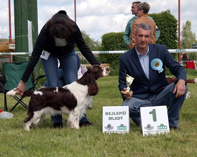 english springer spaniel