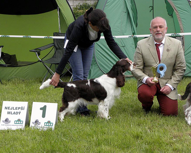 english springer spaniel