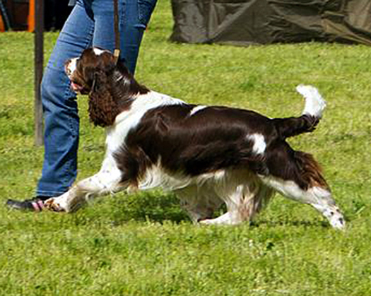 english springer spaniel