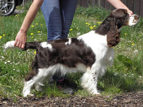 english springer spaniel