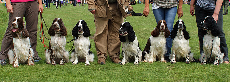 english springer spaniel