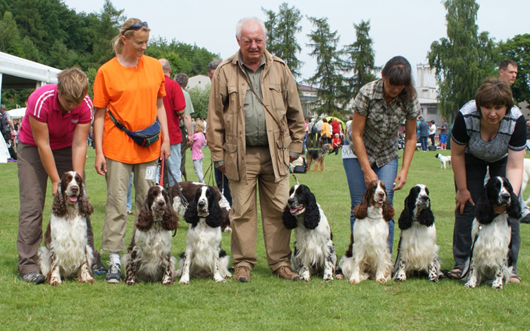 English springer spaniel