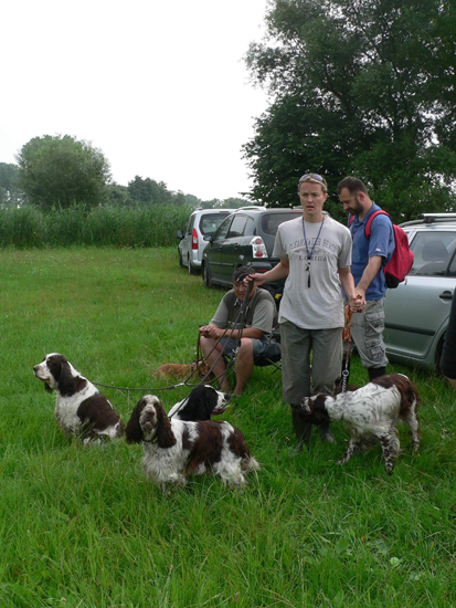 english springer spaniel