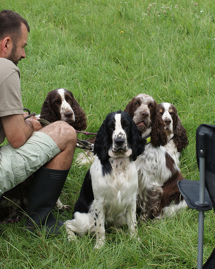 english springer spaniel