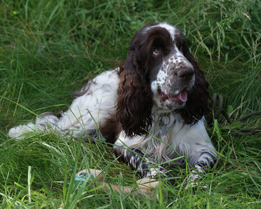 english springer spaniel