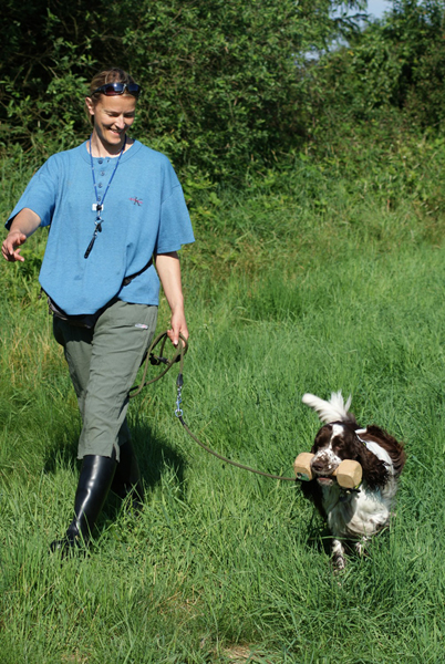 english springer spaniel