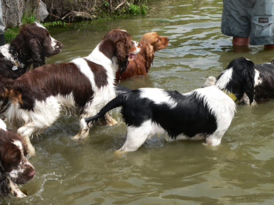 english springer spaniel