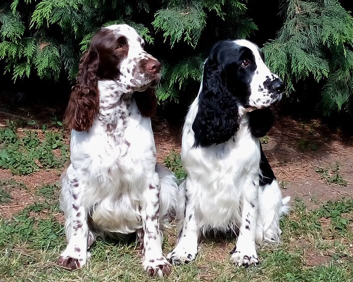 English springer spaniel