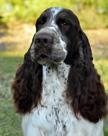 English springer spaniel BELCORA MYSTERION BRITANICA