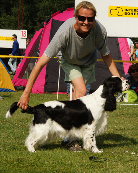 English springer spaniel