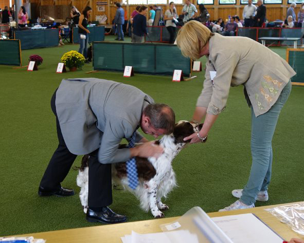 English springer spaniel