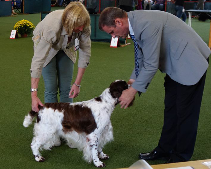 English springer spaniel