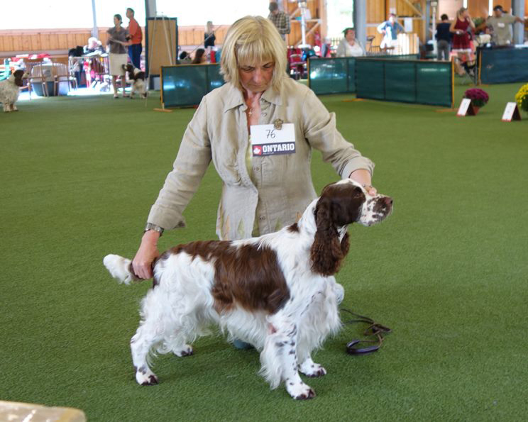 English springer spaniel