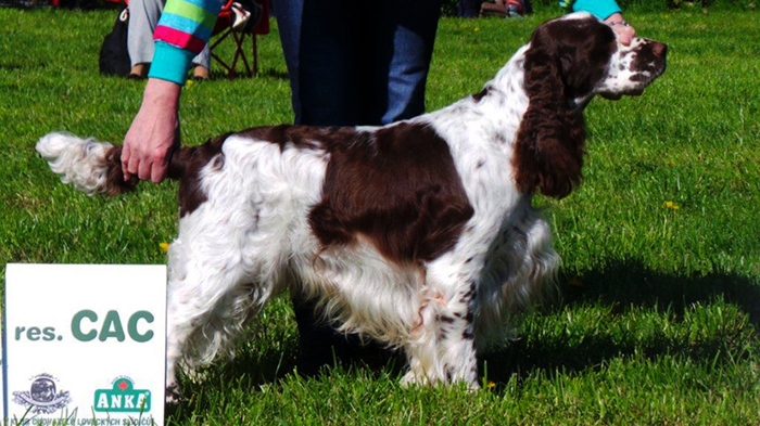 English springer spaniel