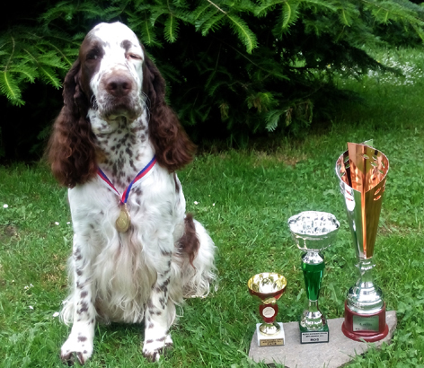 English springer spaniel