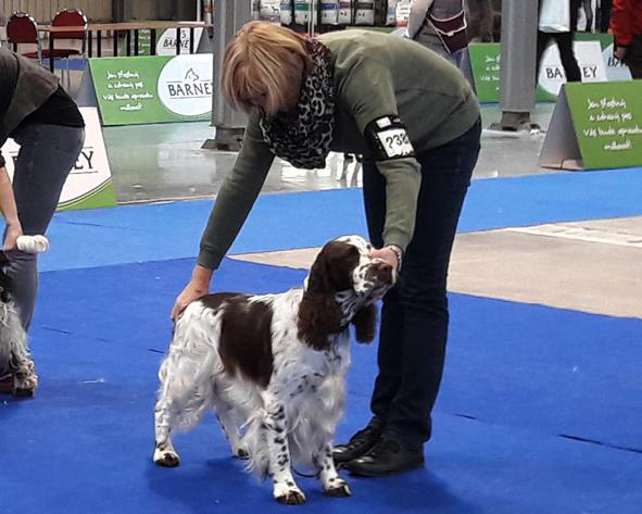 English springer spaniel