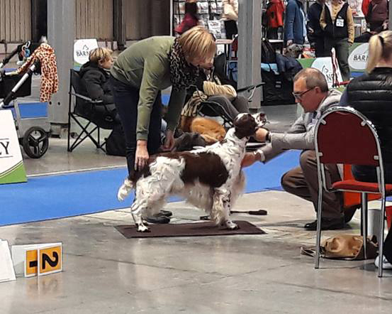 English springer spaniel