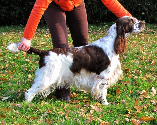 English springer spaniel