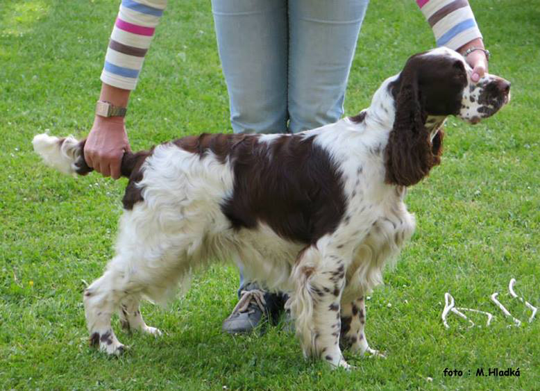 English springer spaniel