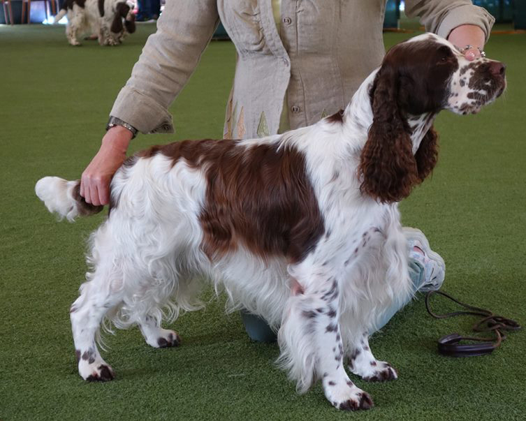 English springer spaniel