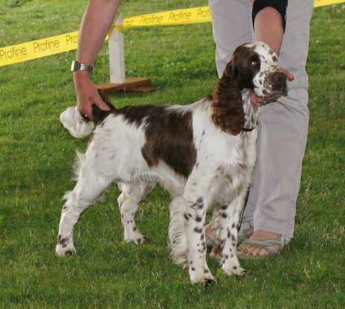 english springer spaniel