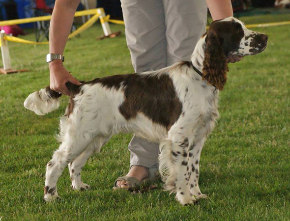 english springer spaniel