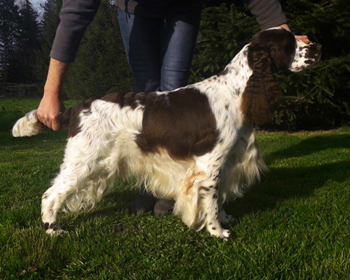 English springer spaniel