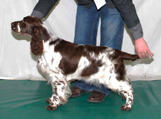 Anglick pringrpanl SH CH. MELVERLY SOPHISTIQUE