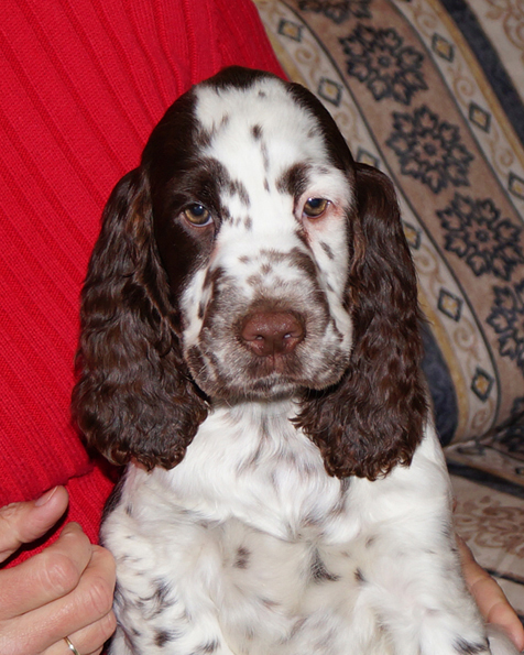 English springer spaniel