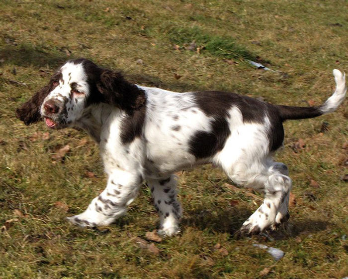 English springerspaniel