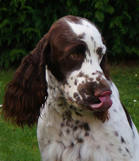 English springer spaniel Melverly Skymas