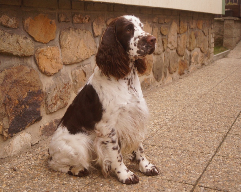 English springer spaniel Melverly Skymas